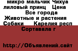 микро мальчик Чихуа лиловый принц › Цена ­ 90 - Все города Животные и растения » Собаки   . Карелия респ.,Сортавала г.